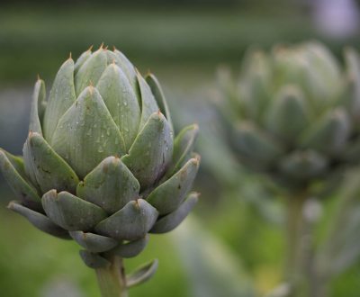 Sostenibile, fresco e sano