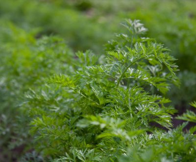 Regionale e stagionale